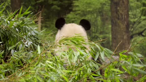 Vista-Posterior-De-Las-Orejas-De-Panda-Gigante-Mientras-Come-Ramas-De-Bambú-En-El-Zoológico-De-Ueno,-Tokio,-Japón