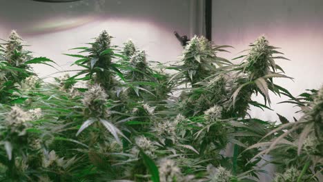 dolly shot of a cannabis plants growing in a grow tent during flowering stage