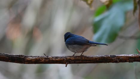 Von-Seinem-Rücken-Aus-Gesehen,-Auf-Einer-Dornigen-Ranke-Sitzend,-Sich-Umschauend,-Atmend,-Hainan-Blue-Flycatcher,-Cyornis-Hainanus,-Kaeng-Krachan-Nationalpark,-Unesco-welterbe,-Thailand