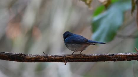 seen from its back perching on a thorny vine, looking around, breathing, hainan blue flycatcher, cyornis hainanus, kaeng krachan national park, unesco world heritage, thailand