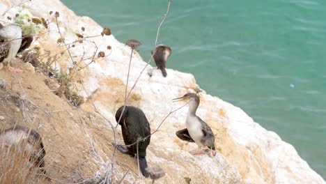 group of cormorant perched on a rock and resting next to the sea