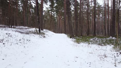 journey inside the frozen forest: drone footage of bikernieku forest in snowy winter