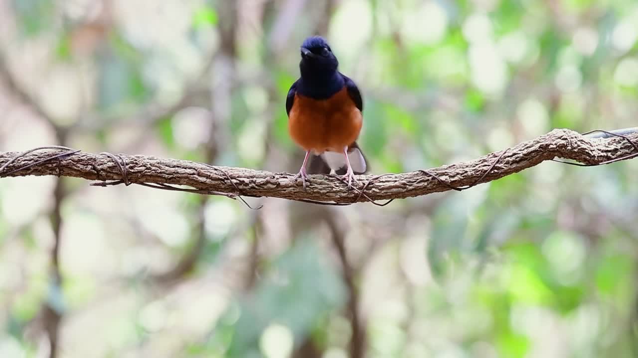 White-rumped Shama Perched on a Vine with Forest Bokeh Background, Copsychus malabaricus, in Slow Motion