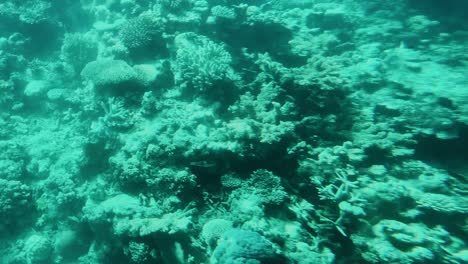 Small-Sea-Turtle-swims-on-shallow-Reef