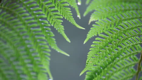 closeup of fern getting rained on