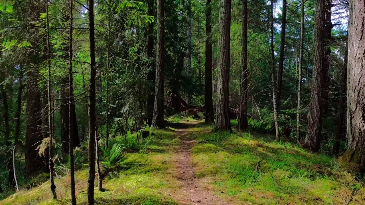 Floating through peaceful forest trail and stopping at fallen tree