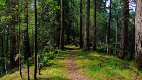floating through peaceful forest trail and stopping at fallen tree