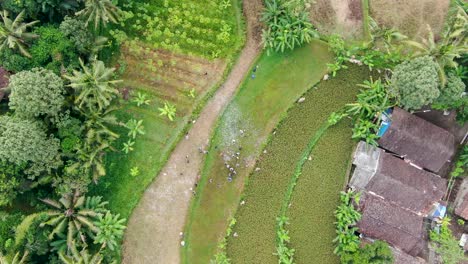 Reunión-De-Vecinos-En-Un-Pueblo-Indonesio-Entre-Campos-Y-Jungla,-Vista-Aérea