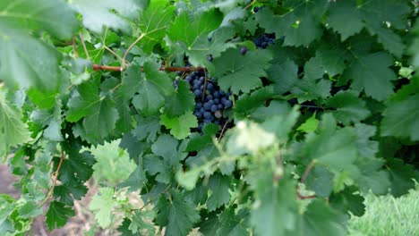 Slow-zoom-in-to-bunch-of-red-wine-grapes-on-the-vine-in-vineyard