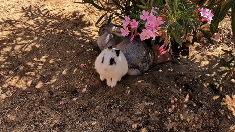 outstanding cute bunny hide from heat under beautiful pink flower - handheld shot