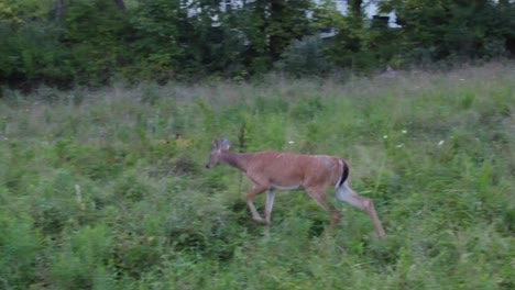 deer walking out in high grass in nature near forest