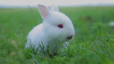 cute white rabbit in green grass