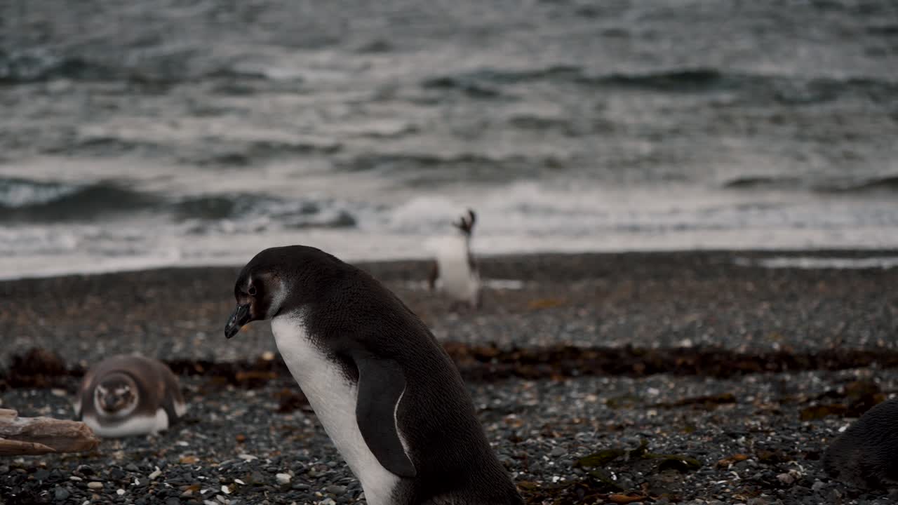 아르헨티나 테레라 델 파고 (terra del fuego) 의 마르로 섬에서 는 마젤라닉 의 클로즈업