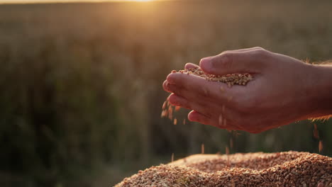 farmer's hands with grain in the sun. organic farming concept