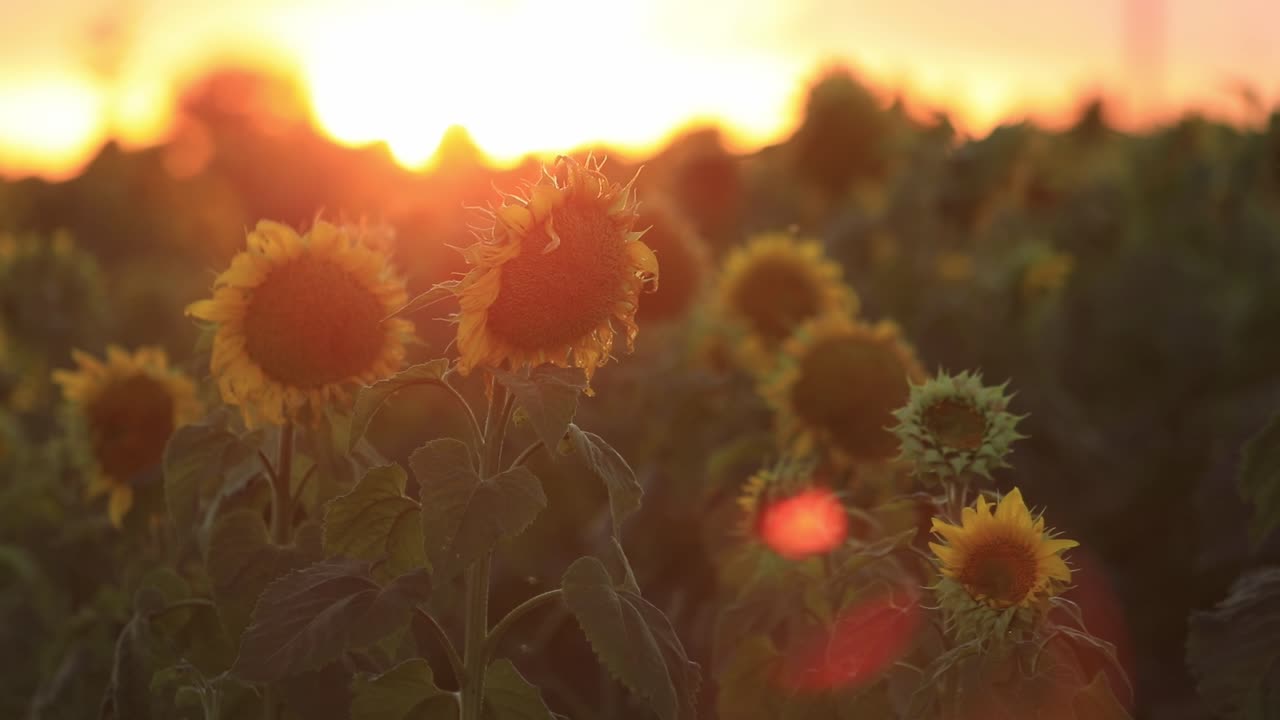꽃을 피우는 해바라기 뒤에 있는 아침  ⁇ 빛의 흐릿함은 그림과 같습니다.