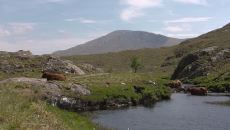 Highland-cows-cooling-off-in-river-in-Highland-glen,-Scotland