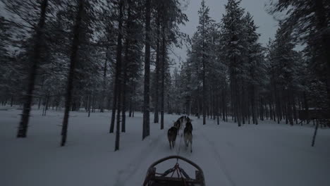 team of husky dogs pulling sled through pine wood