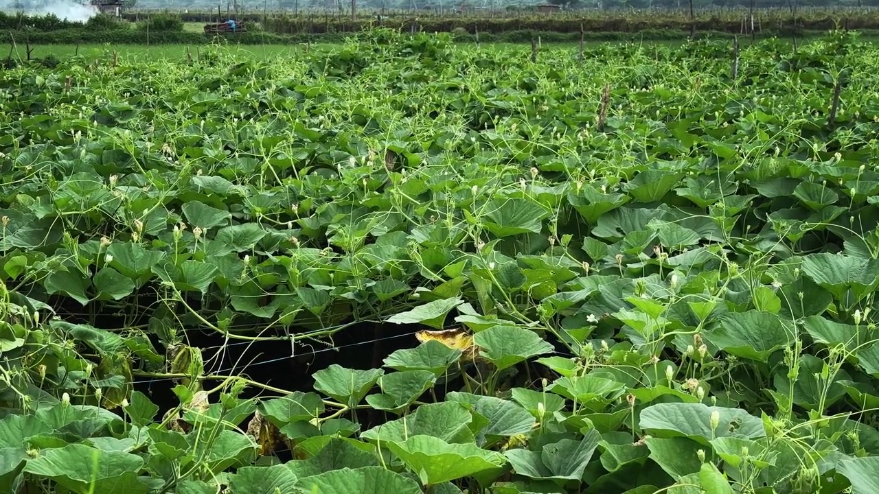 Imagens agrícolas de alta qualidade mostrando inúmeros botões de flores brancas emergindo em vinhas saudáveis de cabaça em um extenso campo cultivado
