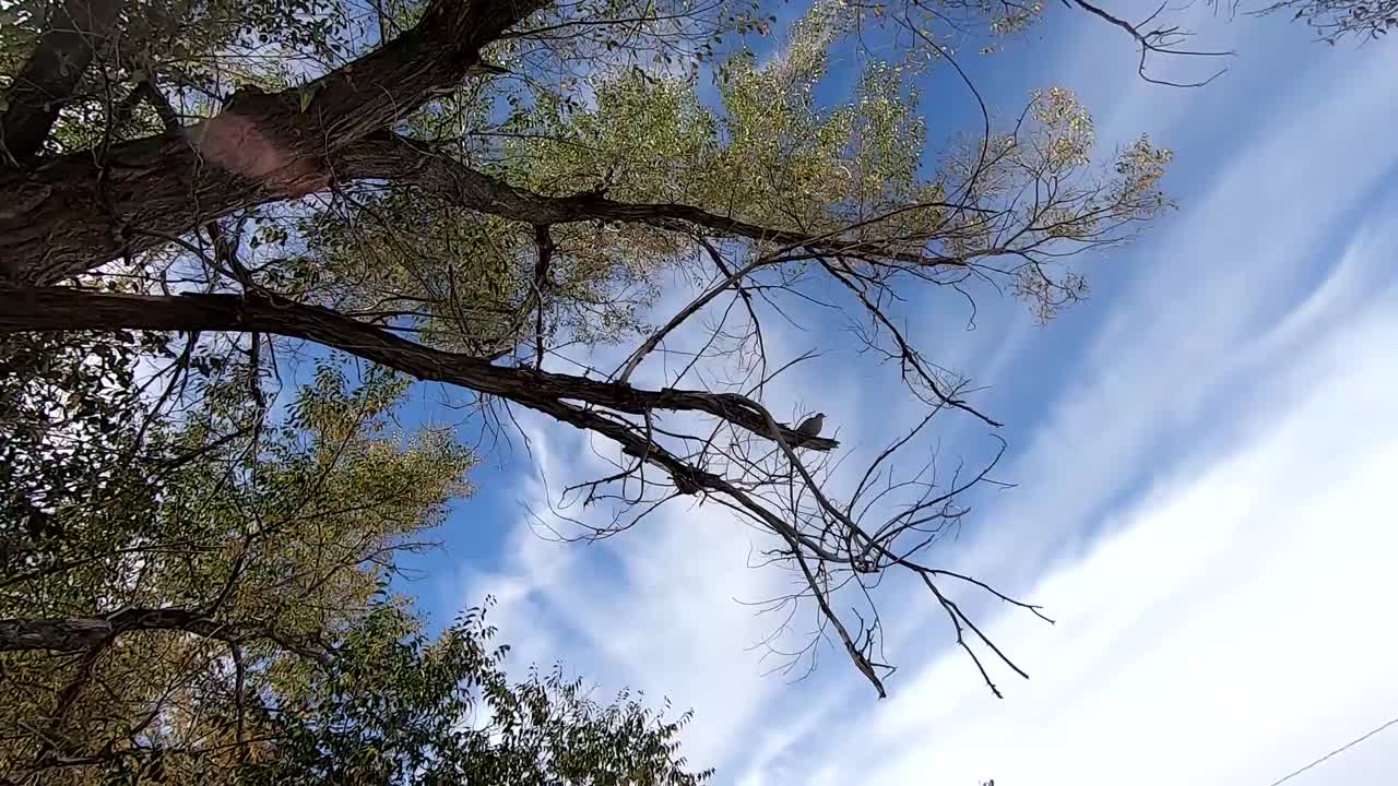 캐나다 앨버타에서 촬영된 하늘의 구름과 함께 화창한 날 나뭇가지에 앉아 있는 비둘기를 올려다본다