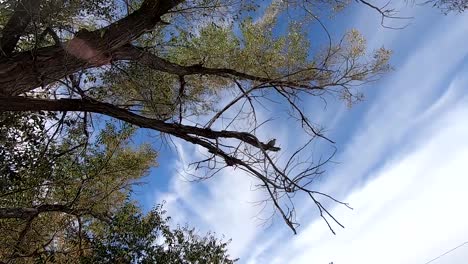 Looking-up-at-a-pigeon-perched-on-a-tree-branch-on-a-sunny-day-with-clouds-in-the-sky-filmed-in-Alberta-Canada