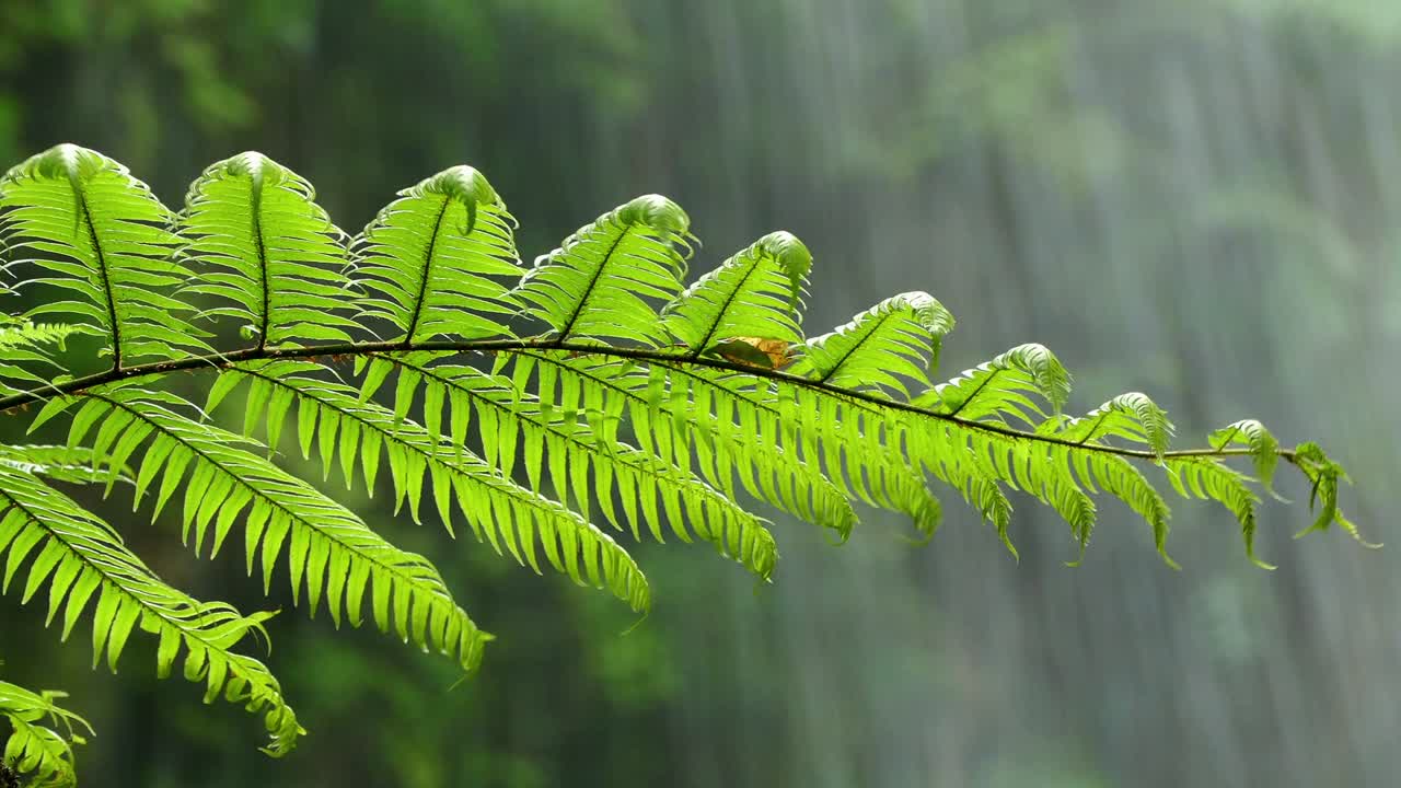 un primer plano de helecho con agua cayendo en el fondo.