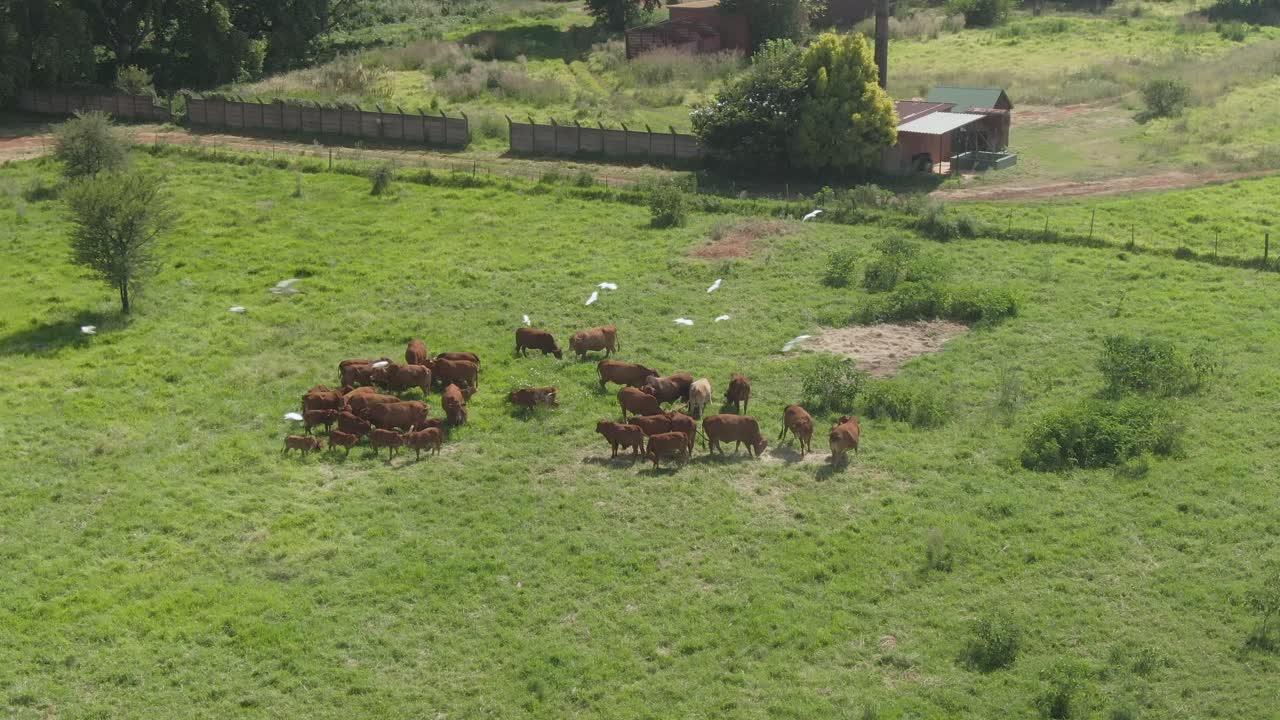 Filmato aereo con drone di una mandria di bovini al pascolo su erba verde estiva in una fattoria