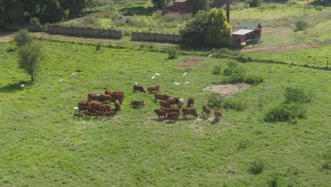 imágenes aéreas de drones de una manada de ganado pastando en la hierba verde de verano en una granja