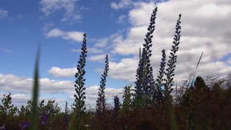 tall blue flowers against a cloudy sky