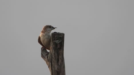 field sparrow in tree - relaxing