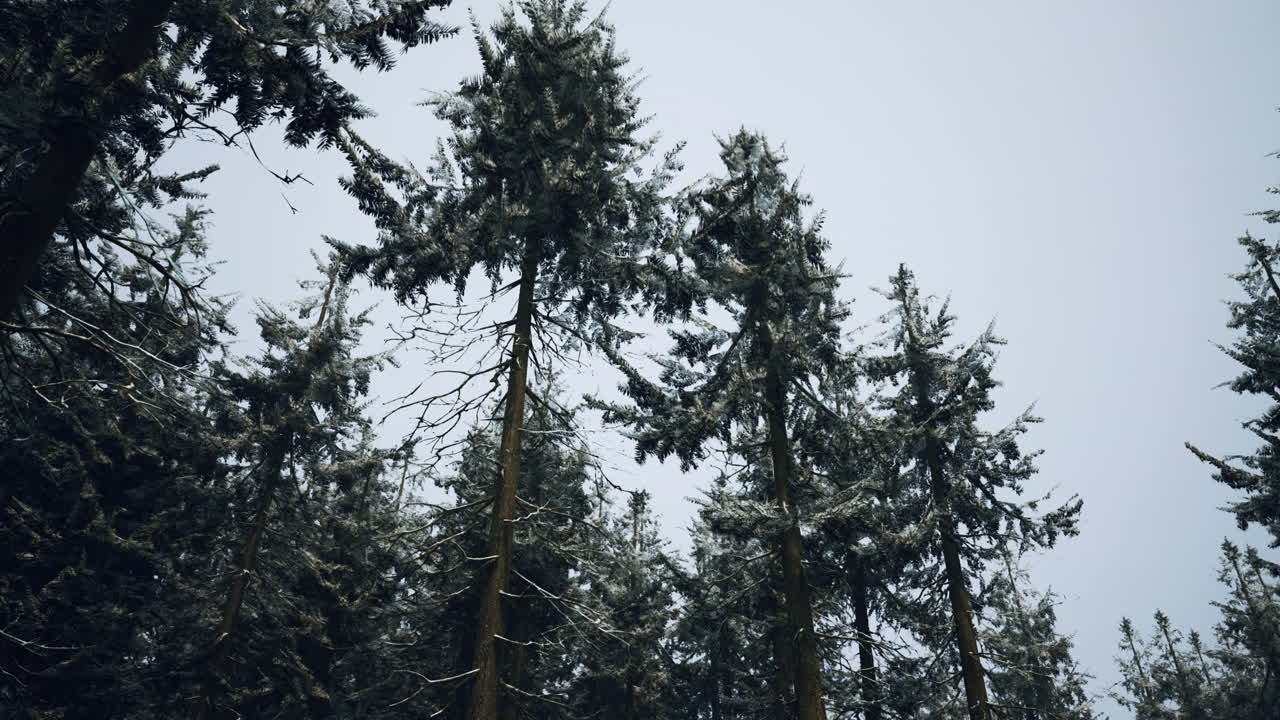 얼음 가지 를 가진 겨울 숲