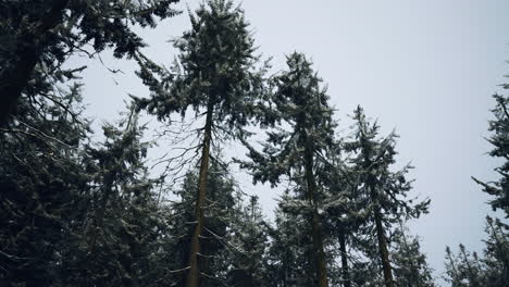 bosque de invierno con ramas heladas