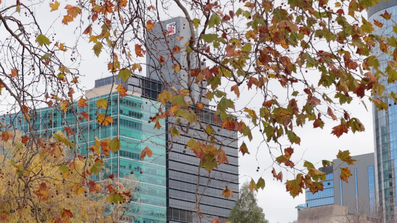 멜버른의 도시 배경에 떨어지는 잎