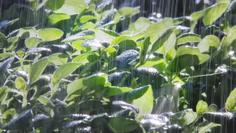 close up of rain falling on oregano plant leaves in garden, lit by sun from behind