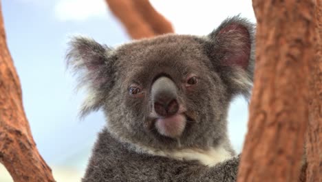 A-cute-southern-koala,-phascolarctos-cinereus-victor-sits-on-the-fork-of-a-tree,-turning-its-head-around-to-look-at-the-camera,-close-up-shot-of-a-native-Australian-wildlife-species