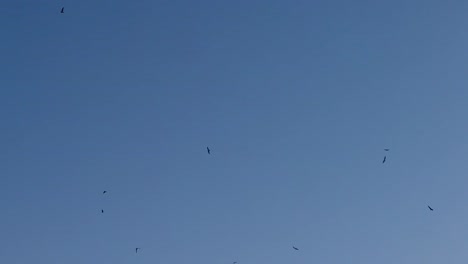 Birds-flying-in-the-blue-sky