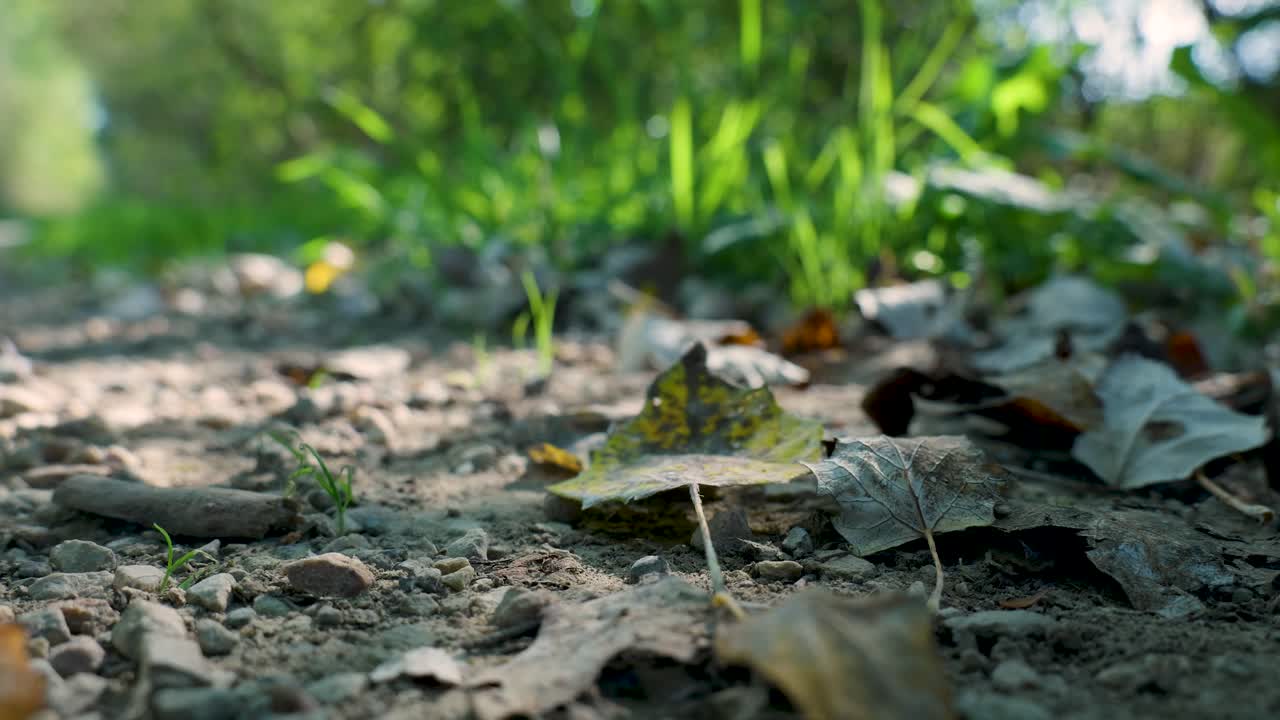 Ground-level view of leaves on a forest path