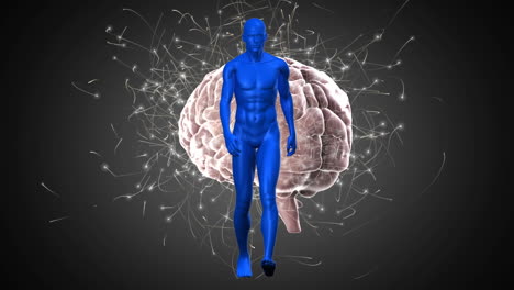 animación digital de un modelo de cuerpo humano caminando contra el cerebro humano girando sobre un fondo gris