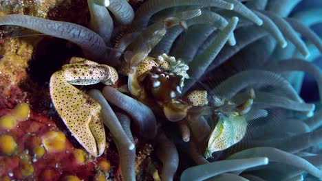 Anemone-Porzellankrabbe-Auf-Anemone,-Die-Mit-Ihren-Flossen-Plankton-Fängt