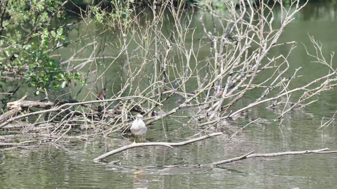 un solo pájaro se para en la rama de una parte del árbol sumergida en el agua