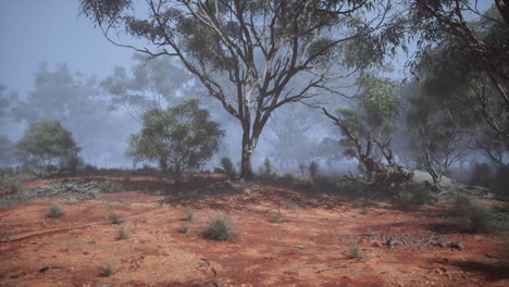 misty forest in australia