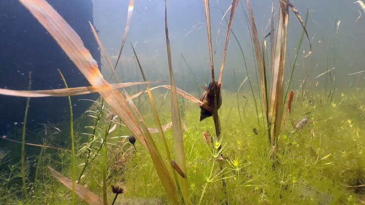 Great pond snail (Lymnaea stagnalis) climbs an underwater plant. Estonia.