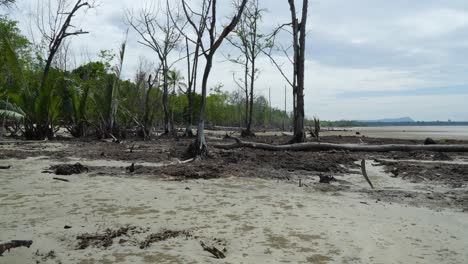 view of dead mangrove trees at sempadi beach,kuching,sarawak