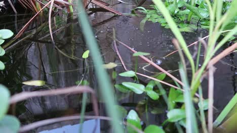 A tranquil view looking in to a fish pond with fish and bubbles