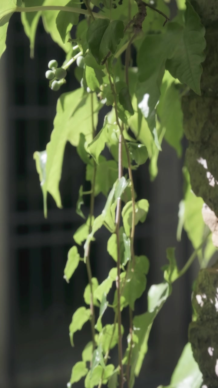 Rigogliose viti di edera verde con bacche delicate si arrampicano lentamente lungo un muro di pietra texturizzato, bagnate da luce solare filtrata. La composizione verticale crea un'estetica romantica e naturale per temi organici