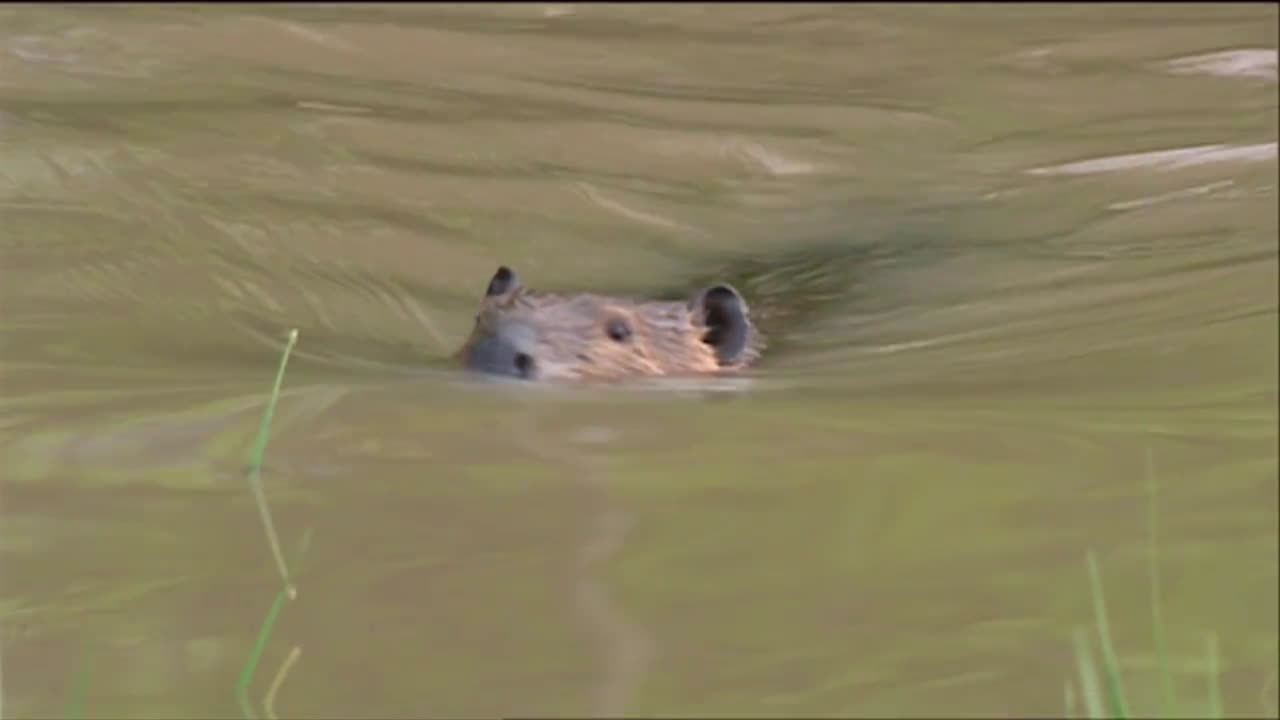 un castor nada en un río y mastica el tronco de un árbol