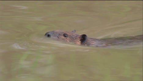 Ein-Biber-Schwimmt-In-Einem-Fluss-Und-Kaut-An-Einem-Baumstamm