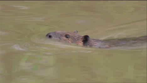 un castor nada en un río y mastica el tronco de un árbol