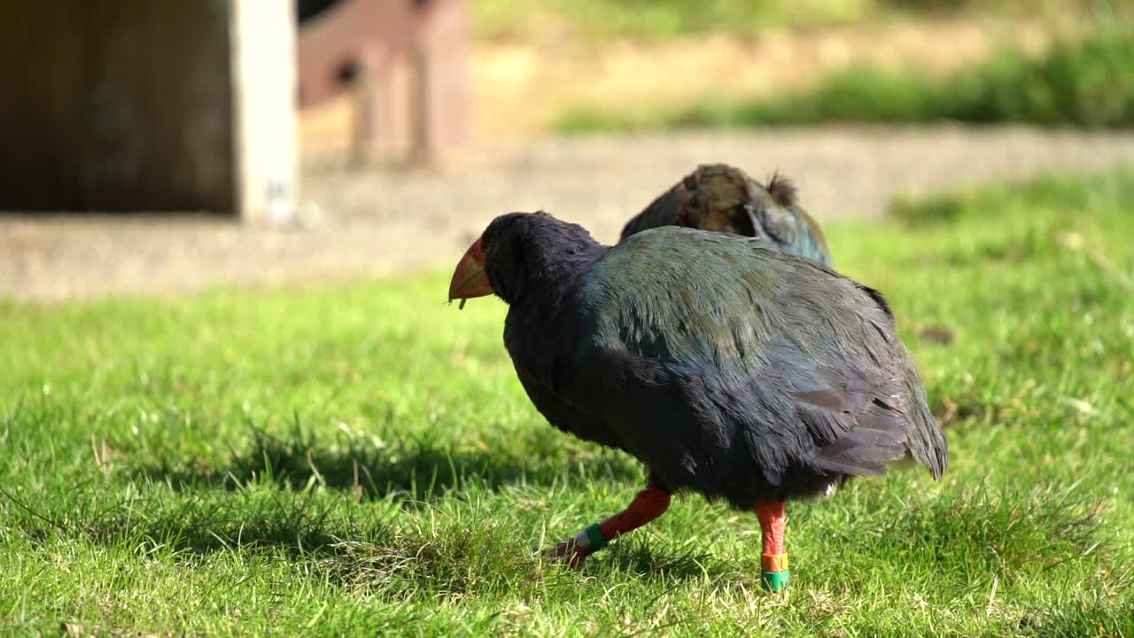 A pair of endangered Takahe birds in New Zealand