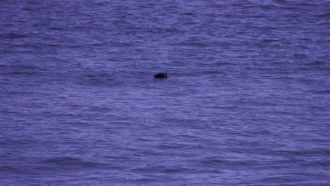 Una-Foca-Adulta-Levanta-La-Cabeza-Del-Mar-Islandés