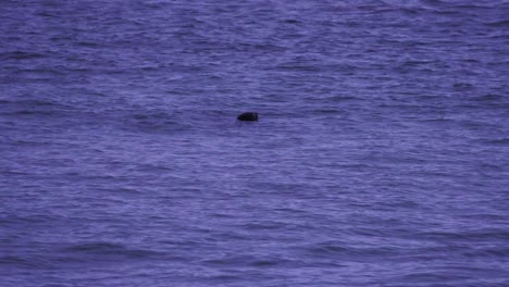 una foca adulta levanta la cabeza del mar islandés